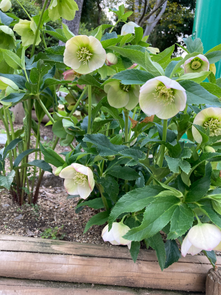 変わらず花は咲く。_a0098418_09055205.jpg
