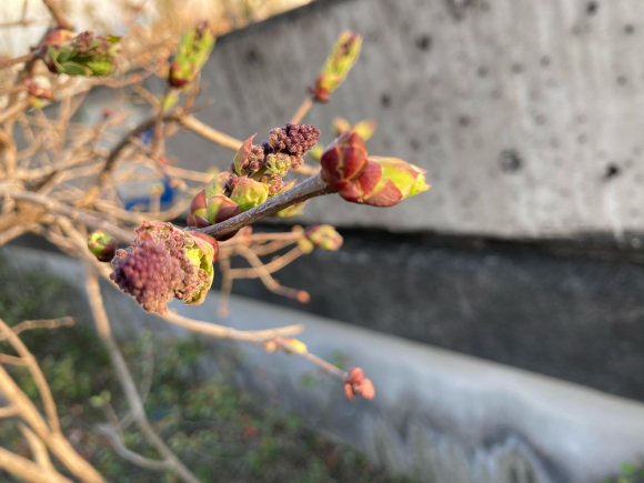 変わらず花は咲く。_a0098418_09083776.jpg