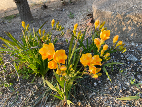変わらず花は咲く。_a0098418_09085438.jpg