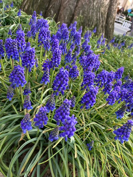 変わらず花は咲く。_a0098418_09085974.jpg
