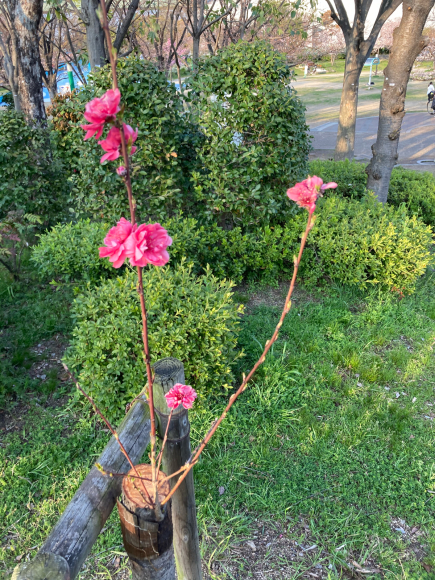 変わらず花は咲く。_a0098418_09143048.jpg