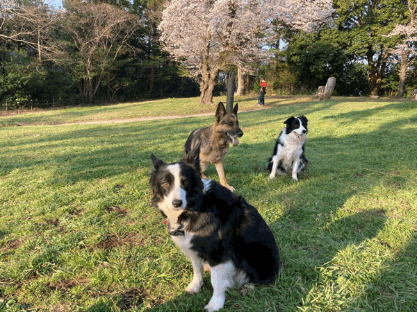 ダーシャと一緒 ダーシャと一緒