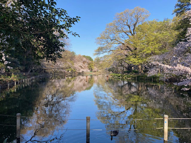 さくらさくら 2021 @ 井の頭公園_e0208519_14145185.jpg