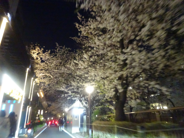 夜桜ドライブ_f0097523_18024878.jpg