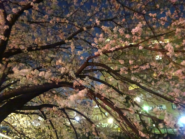 夜桜ドライブ_f0097523_18031856.jpg