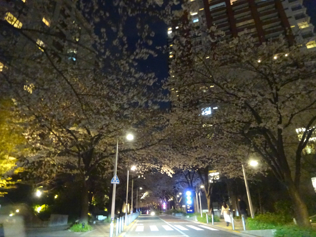 夜桜ドライブ_f0097523_18042629.jpg