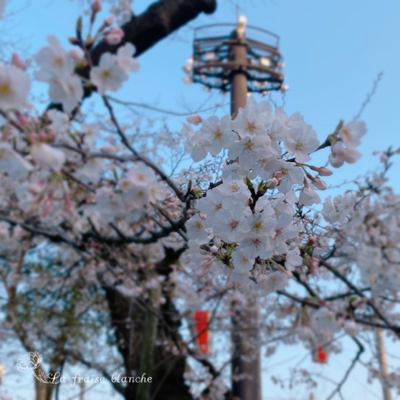 と或る日の『上野恩賜公園の桜』&#127800;_d0361125_21355234.jpg