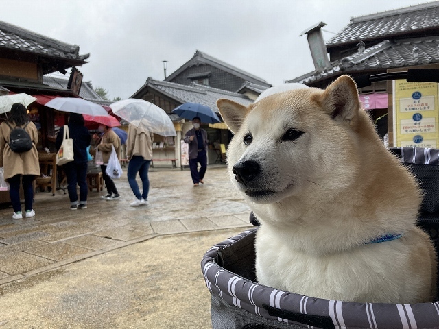 戻ってきたKIMONO_e0374932_08405339.jpg