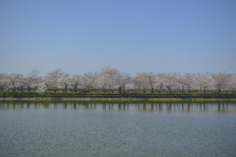 亀鶴公園の桜 21 Muragi の 写真の世界