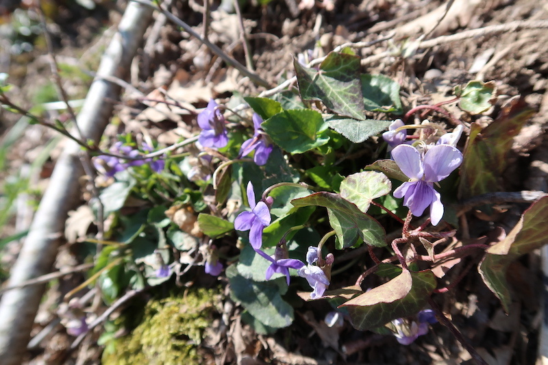 古のエトルリアの墓へと歩く春の山道_f0234936_04530177.jpg