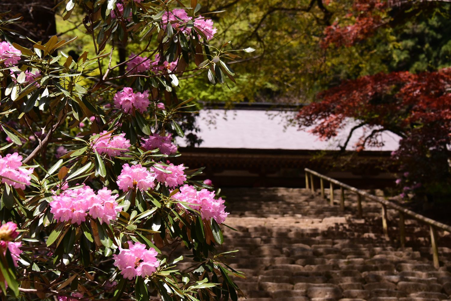 御神木と室生寺の石楠花 奈良 桜井の歴史と社会