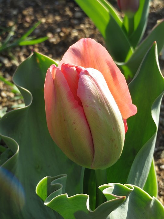 21年3月29日 チューリップの花 今日の風に吹かれましょう 21年3月29日 チューリップの花 今日の風に吹かれましょう
