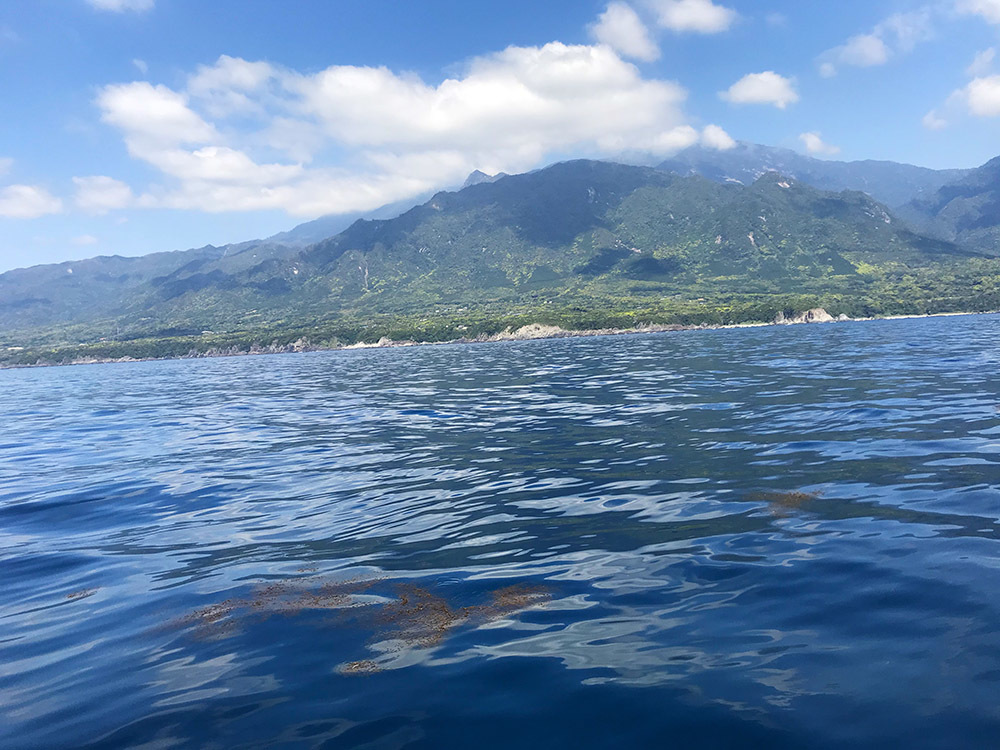 流れ藻とゴマサバの稚魚_b0186442_08520278.jpg