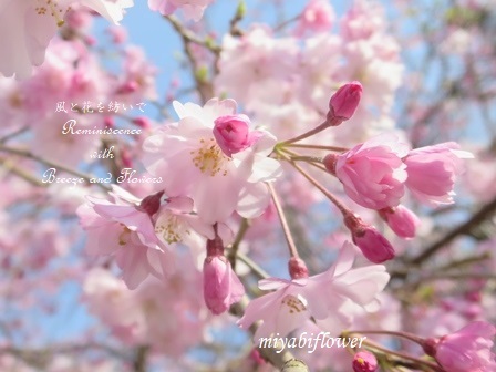 桜を見上げるとき 少しだけさみしくなるのは 風と花を紡いで 桜を見上げるとき 少しだけさみしくなるのは 風と花を紡いで