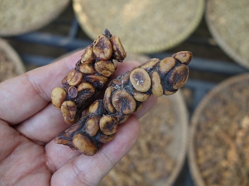 ジャコウネコのウンチコーヒー コピ ルワックを飲みました Kimcafeのｂ級グルメ旅