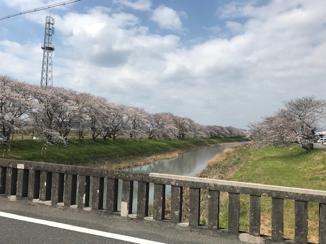 桜が咲き始めました_b0208246_10475399.jpg