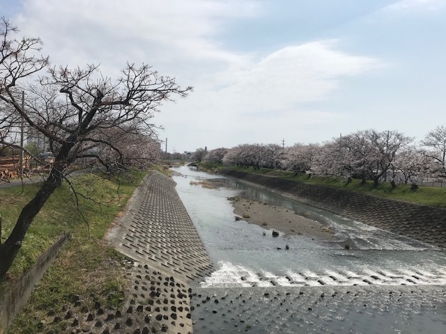 桜が咲き始めました_b0208246_10475784.jpg