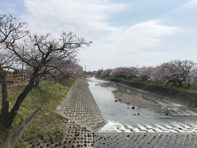 桜が咲き始めました_b0208246_10480691.jpg