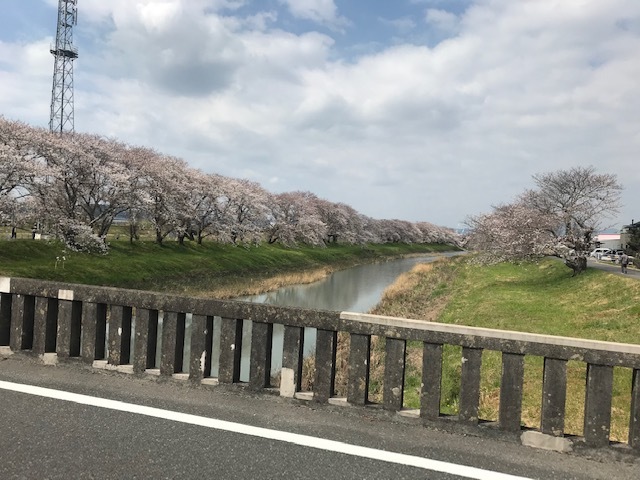 桜が咲き始めました_b0208246_10481015.jpg