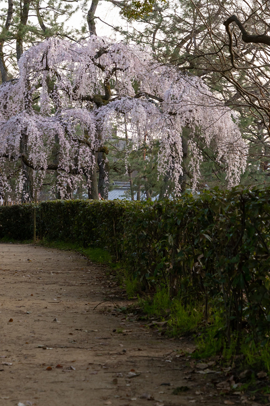 2021桜咲く京都 出水のしだれ桜の朝と夕_f0155048_23094353.jpg