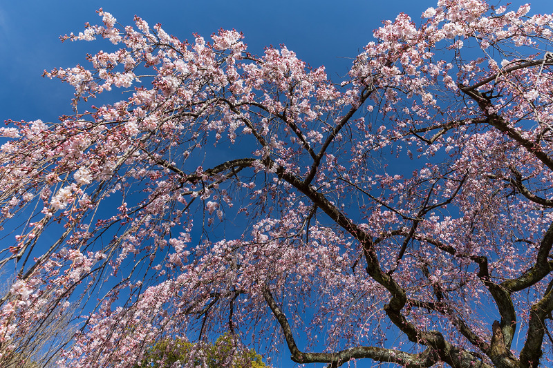 2021桜咲く京都 出水のしだれ桜の朝と夕_f0155048_23101258.jpg