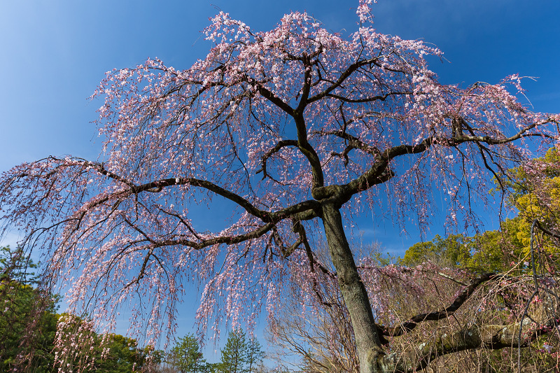 2021桜咲く京都 出水のしだれ桜の朝と夕_f0155048_23113742.jpg