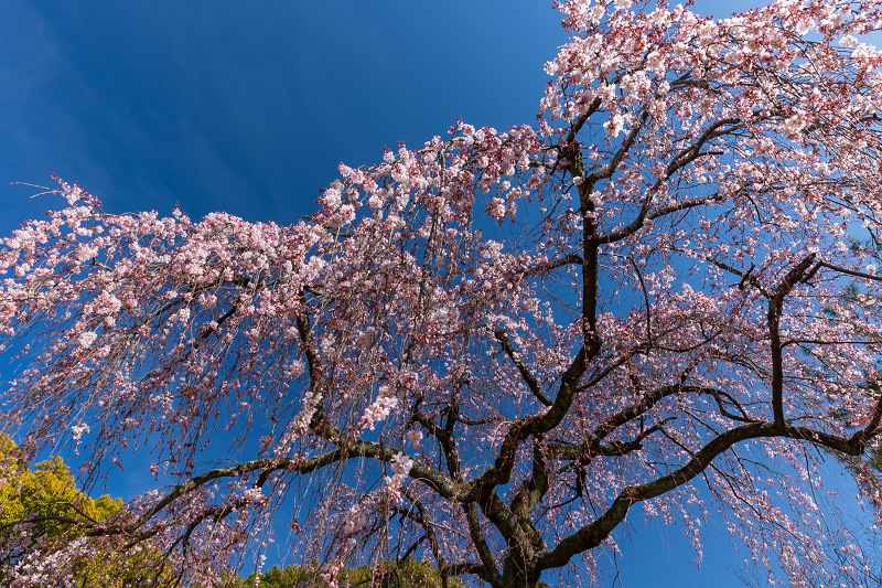2021桜咲く京都 出水のしだれ桜の朝と夕_f0155048_23120549.jpg