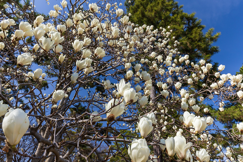 2021桜咲く京都 出水のしだれ桜の朝と夕_f0155048_23123095.jpg