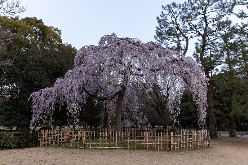 2021桜咲く京都 出水のしだれ桜の朝と夕_f0155048_23144173.jpg