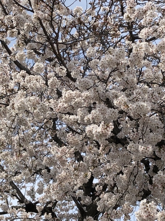 【満開の桜】_b0009849_16063610.jpeg