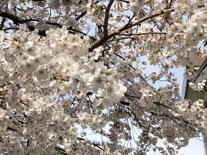 【満開の桜】_b0009849_16082700.jpeg