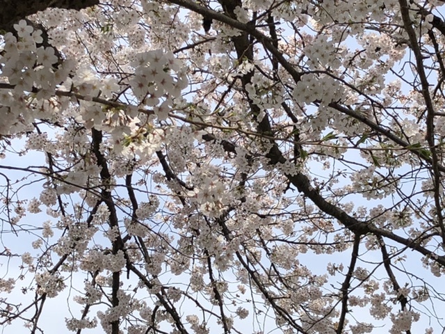 【満開の桜】_b0009849_16085496.jpeg