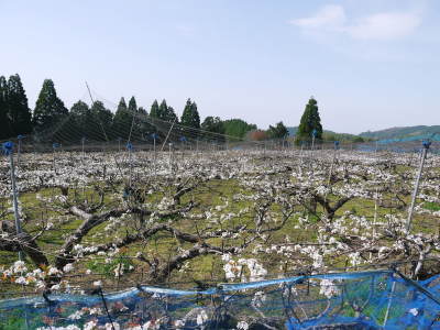 熊本梨　岩永果樹園　咲き誇る花(2021)　開花から収穫までの期間と甘さについて！_a0254656_16435743.jpg