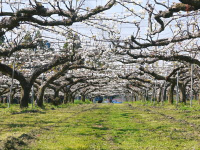 熊本梨　岩永果樹園　咲き誇る花(2021)　開花から収穫までの期間と甘さについて！_a0254656_16465729.jpg