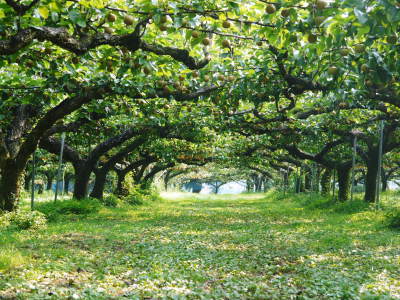 熊本梨　岩永果樹園　咲き誇る花(2021)　開花から収穫までの期間と甘さについて！_a0254656_16501994.jpg