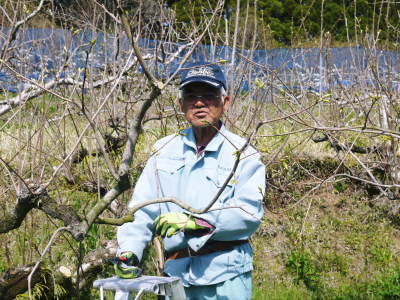 熊本梨　岩永果樹園　咲き誇る花(2021)　開花から収穫までの期間と甘さについて！_a0254656_17224170.jpg