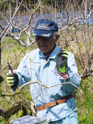 熊本梨　岩永果樹園　咲き誇る花(2021)　開花から収穫までの期間と甘さについて！_a0254656_17255659.jpg