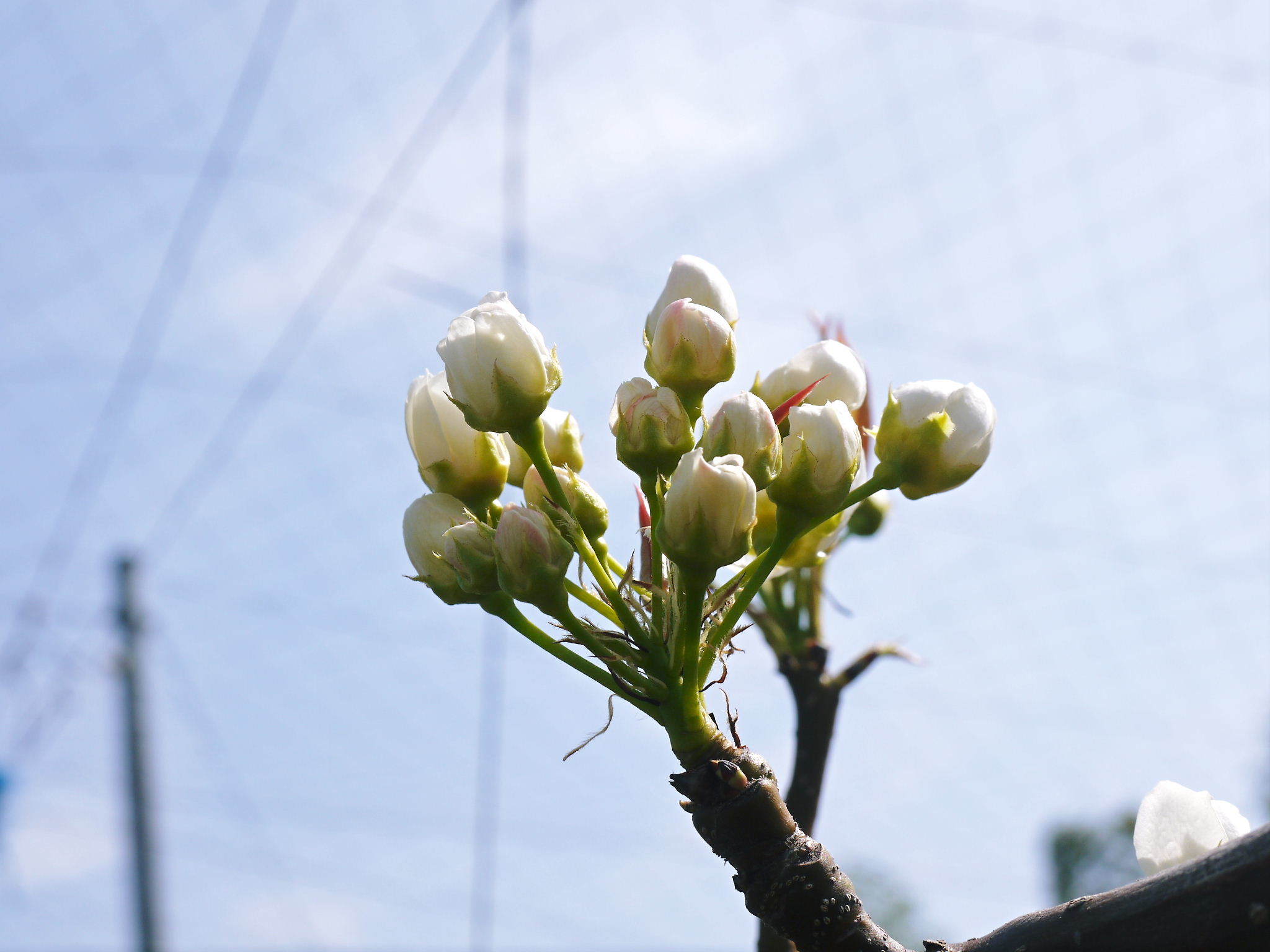 熊本梨　岩永果樹園　咲き誇る花(2021)　開花から収穫までの期間と甘さについて！_a0254656_17383579.jpg