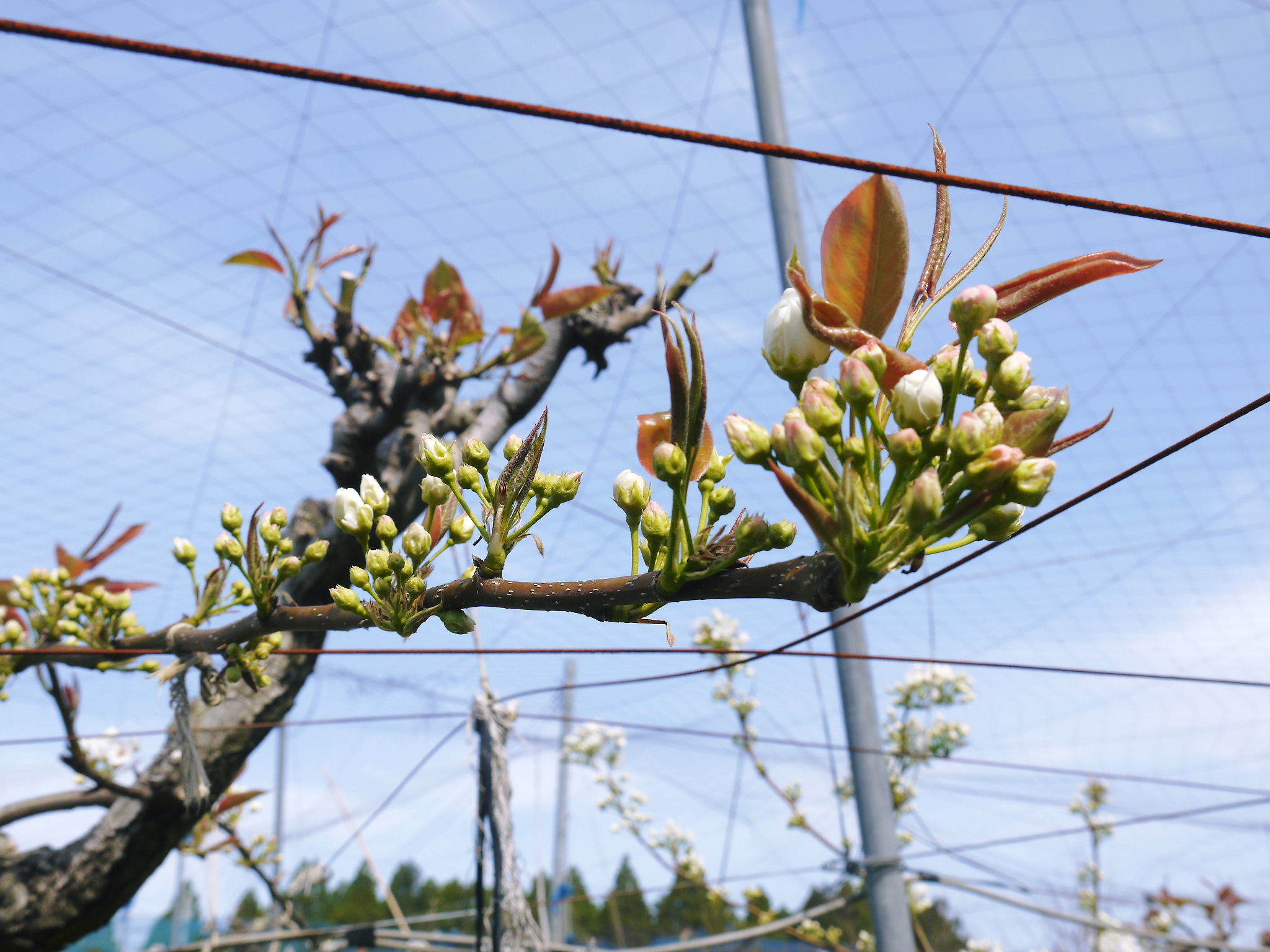 熊本梨　岩永果樹園　咲き誇る花(2021)　開花から収穫までの期間と甘さについて！_a0254656_17413699.jpg