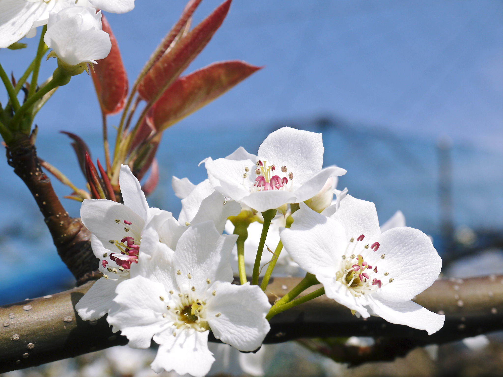 熊本梨　岩永果樹園　咲き誇る花(2021)　開花から収穫までの期間と甘さについて！_a0254656_17480736.jpg