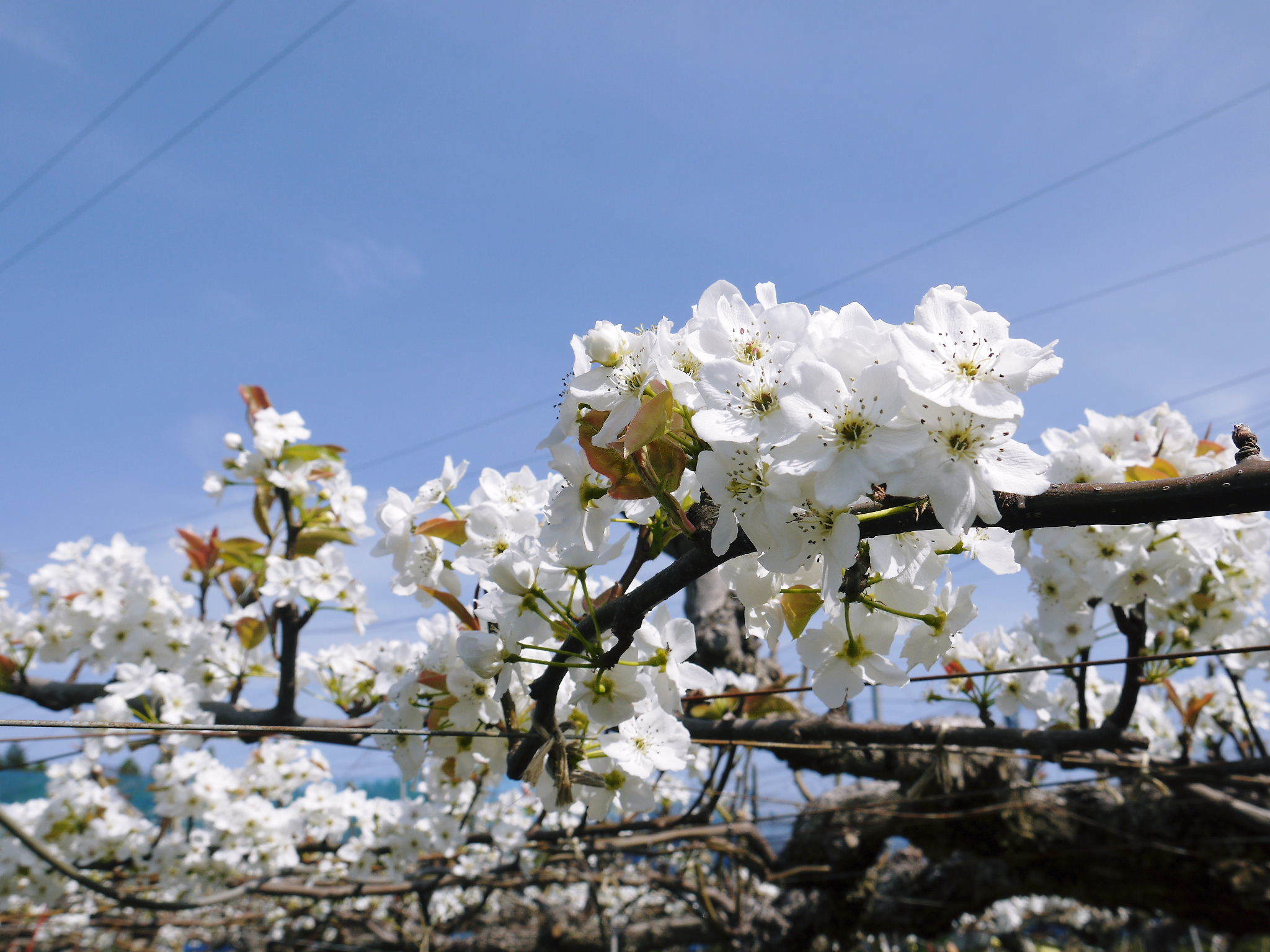 熊本梨　岩永果樹園　咲き誇る花(2021)　開花から収穫までの期間と甘さについて！_a0254656_17500604.jpg