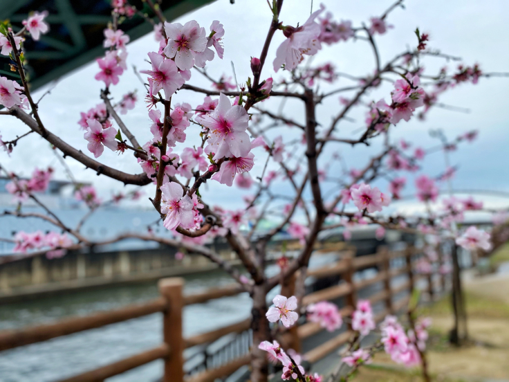 今年のアーモンド並木_b0063958_09302591.jpg