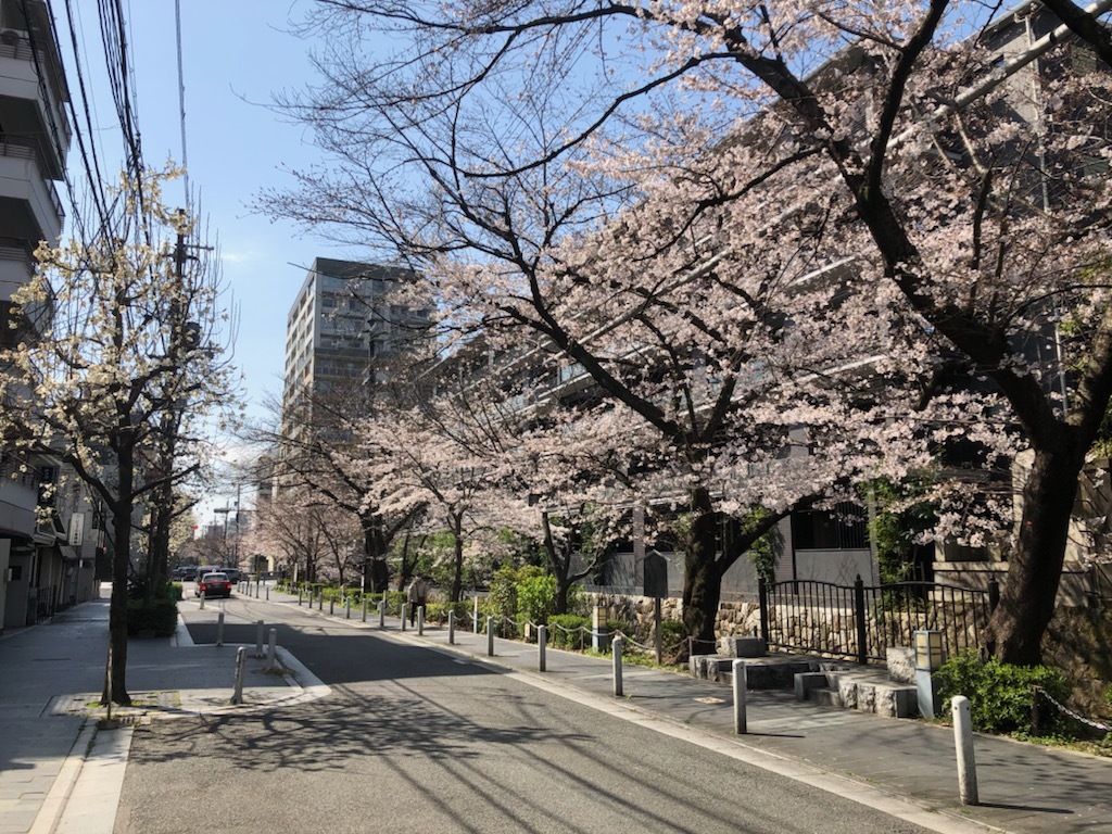 木屋町の桜もほぼ満開_a0057559_11012683.jpg