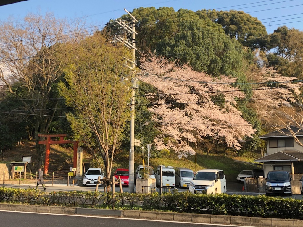桜が咲いてきた！_a0057559_11044408.jpg