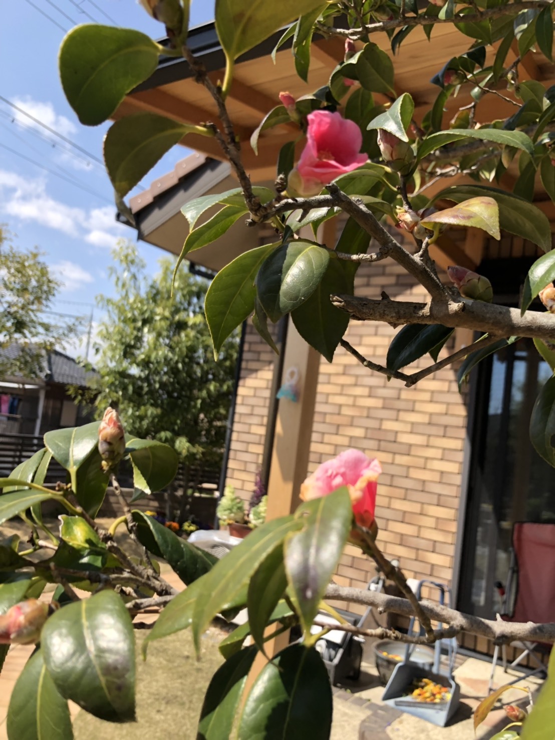 春.嬉しい便りが届きます。届けます_b0100062_17592277.jpeg