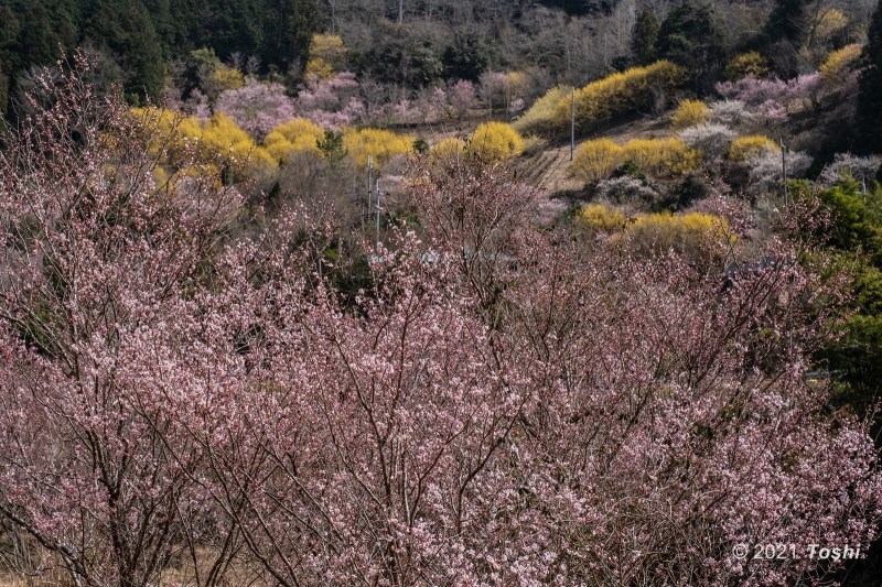 いつぞやの西吉野_c0350572_20442578.jpg