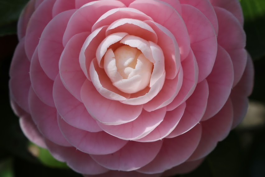 花より団子のカップケーキ 京都 おとなの絵付け こどもの手仕事 花より団子のカップケーキ 京都 おとなの絵付け こどもの手仕事