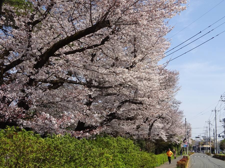 今年もお花見は自粛 佐野いくおのブログ