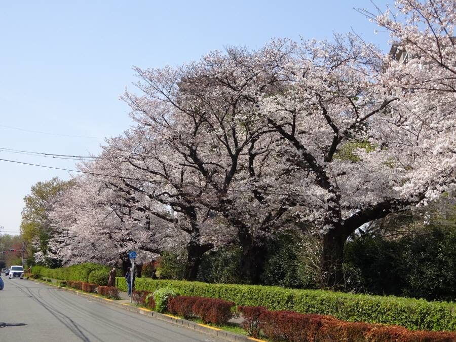 今年もお花見は自粛 佐野いくおのブログ