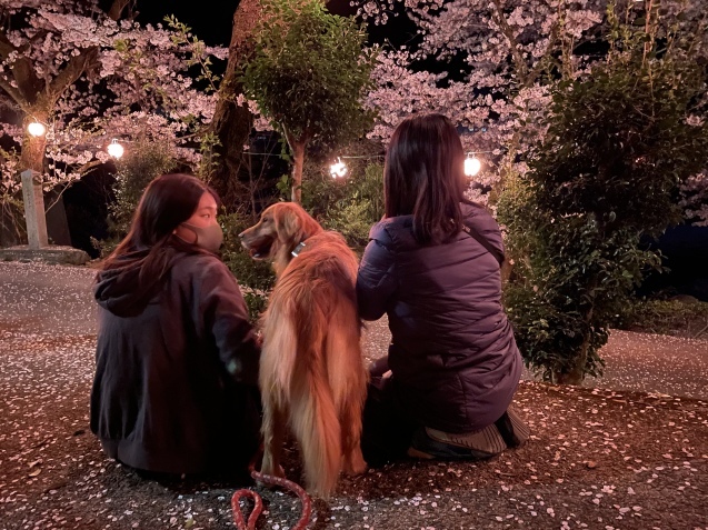 桜吹雪。_a0394574_23050528.jpeg